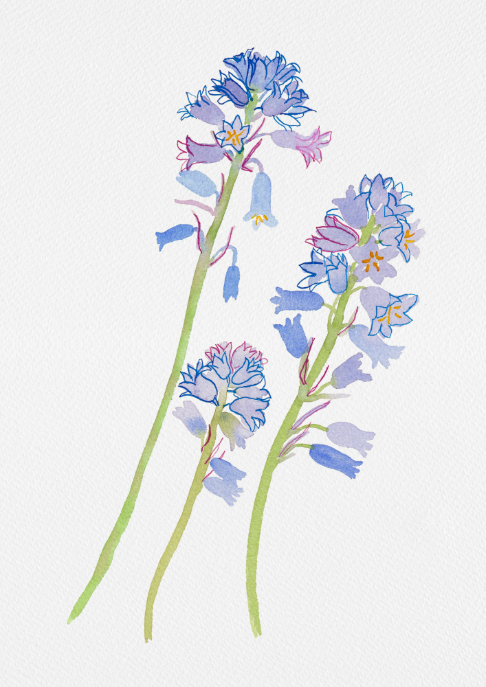 Spanish bluebell or Hyacinthoides hispanica botanical painting von Kata Botanical