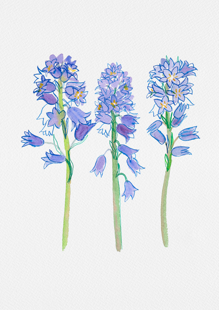 Spanish bluebell or Hyacinthoides hispanica botanical illustration von Kata Botanical