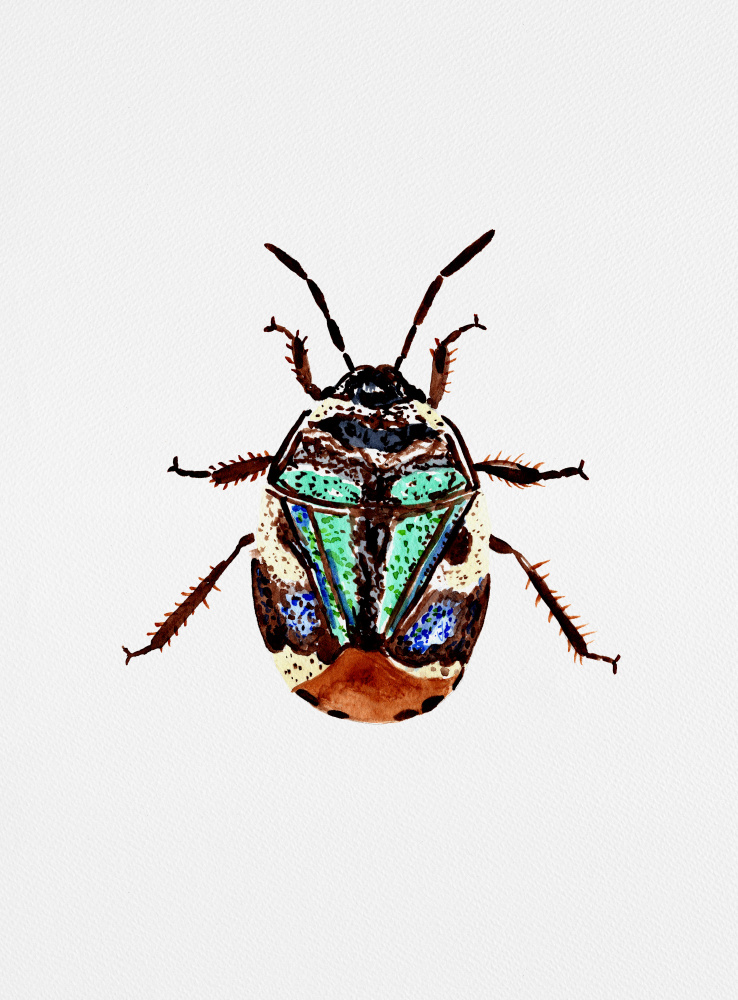 Pied shield bug or Tritomegas bicolor von Kata Botanical