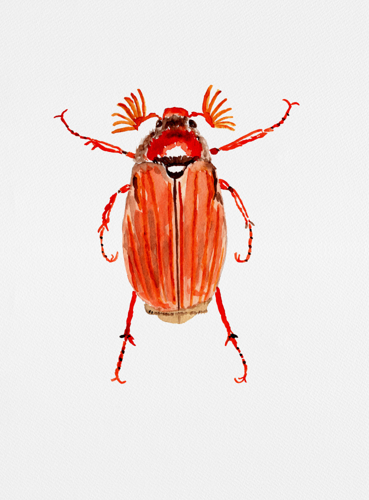 Forest cockchafer or Melolontha hippocastani von Kata Botanical