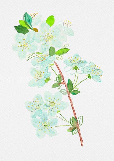 Wild cherry or Prunus avium botanical painting