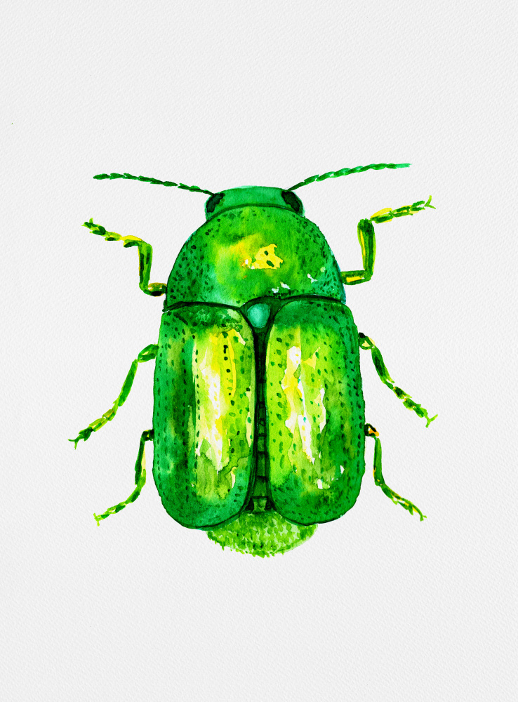 Cylindrical leaf beetle or Cryptocephalus sericeus von Kata Botanical