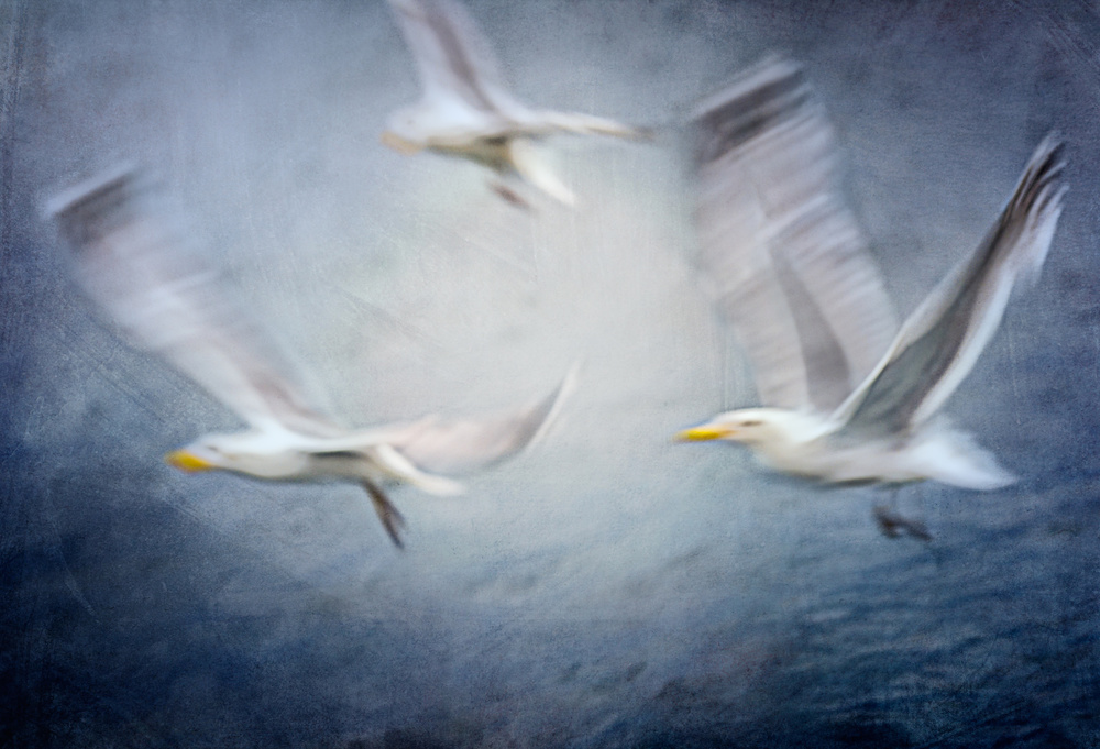 Seagulls von Katarina Holmström