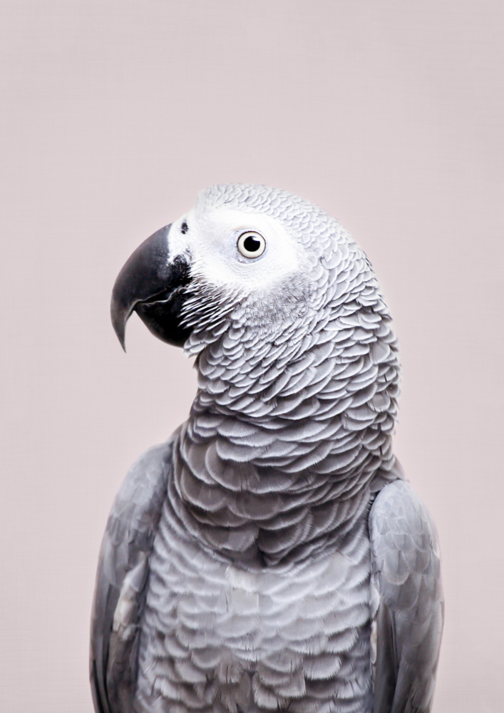 African Grey von Kathrin Pienaar