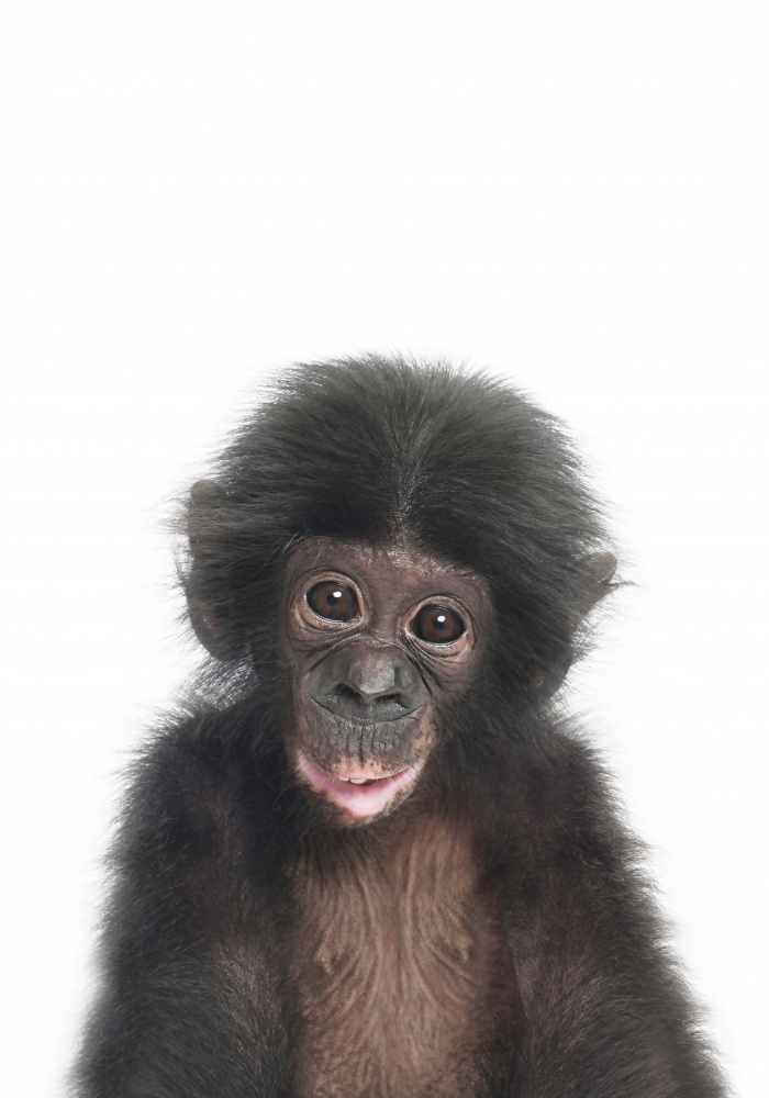 Baby Monkey von Kathrin Pienaar