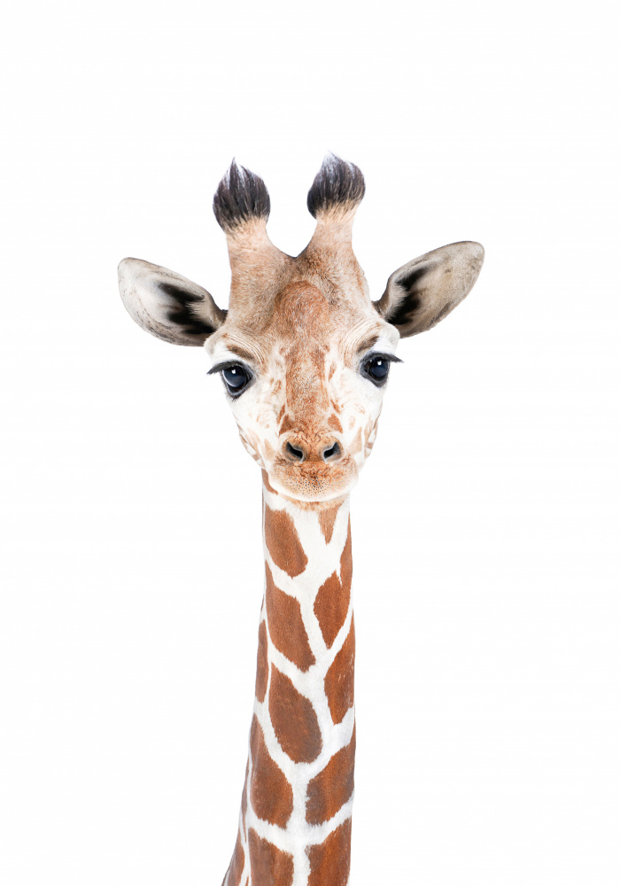 Baby Giraffe von Kathrin Pienaar