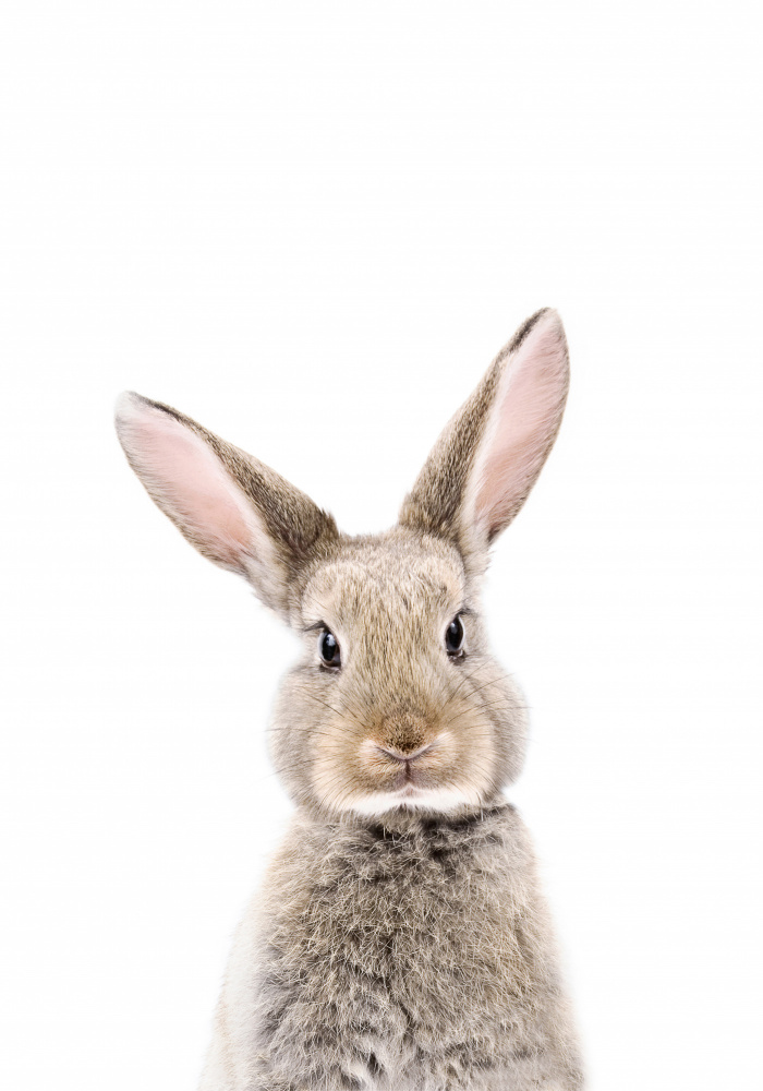 Baby Rabbit von Kathrin Pienaar