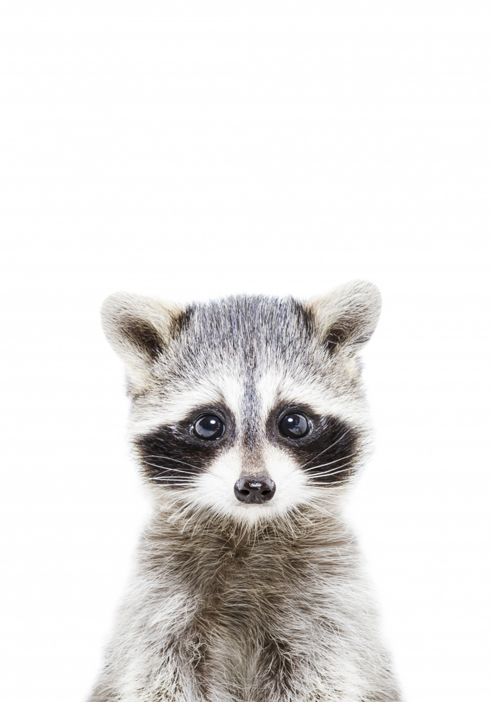 Baby Racoon von Kathrin Pienaar