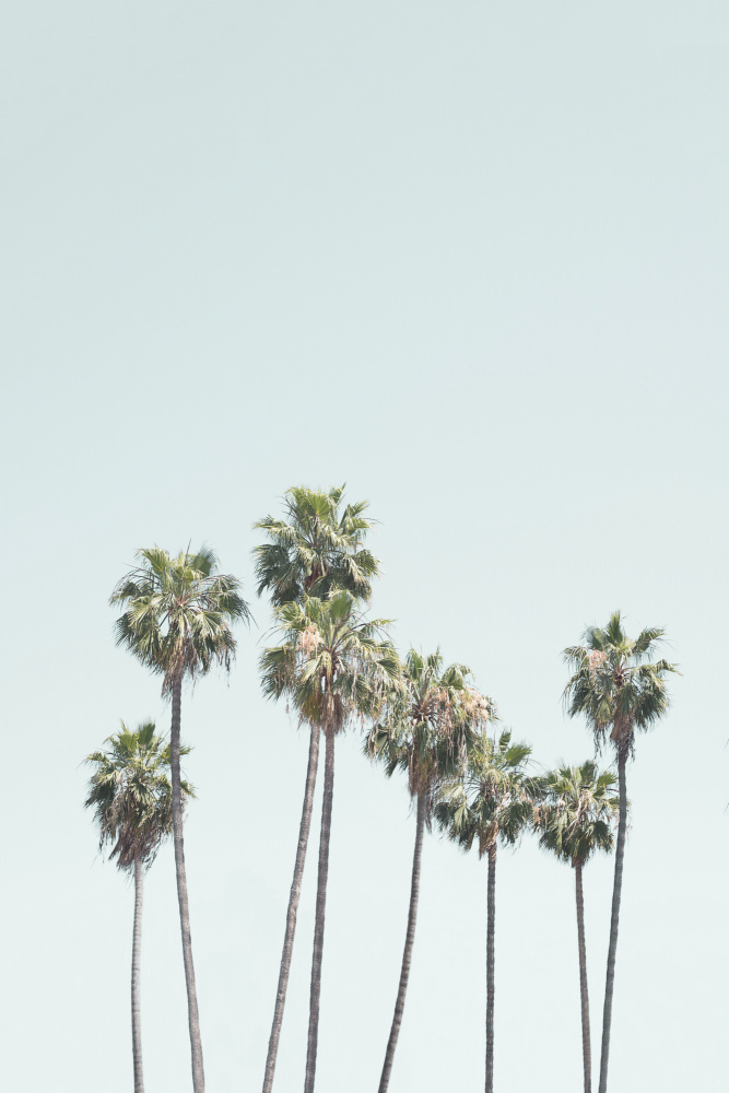 Blue Palm Trees von Kathrin Pienaar