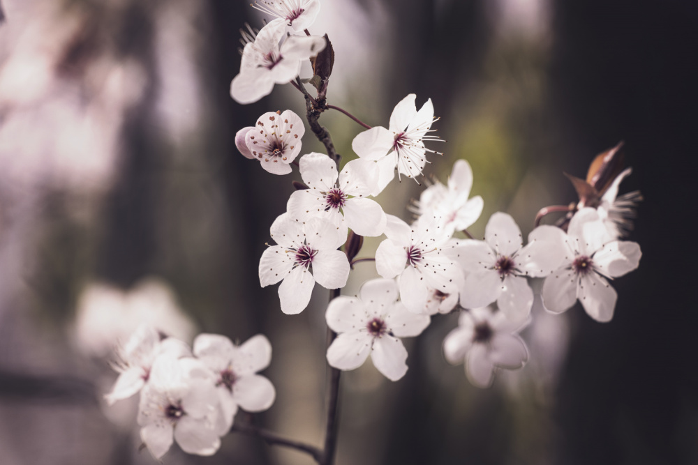 Blossoms von Kathrin Pienaar