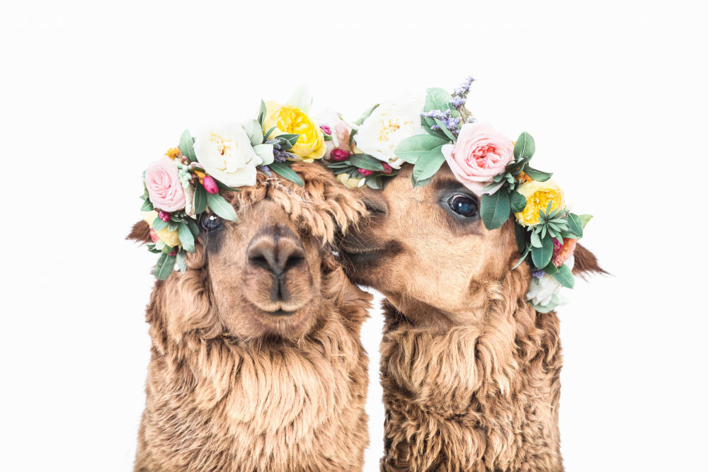 Boho Alpacas von Kathrin Pienaar