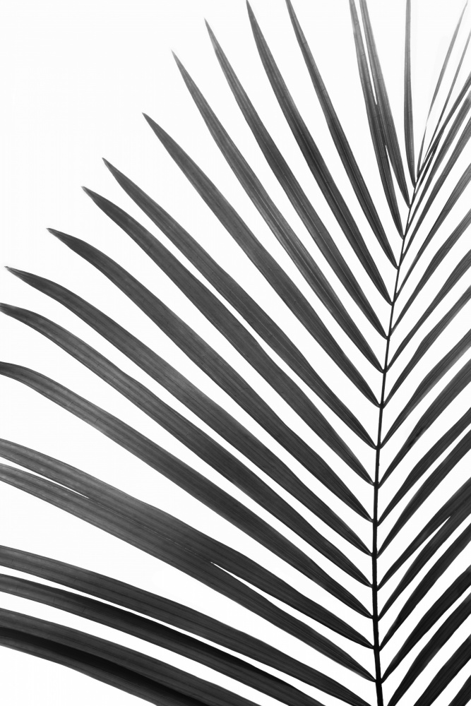 BW Palm Leaf von Kathrin Pienaar