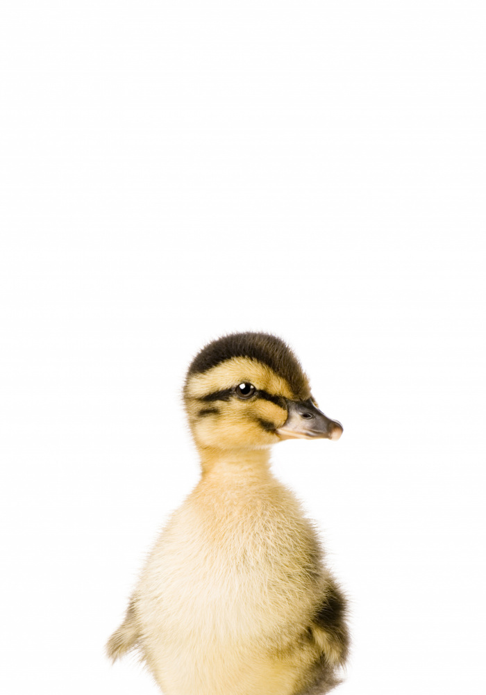 Baby Duck von Kathrin Pienaar