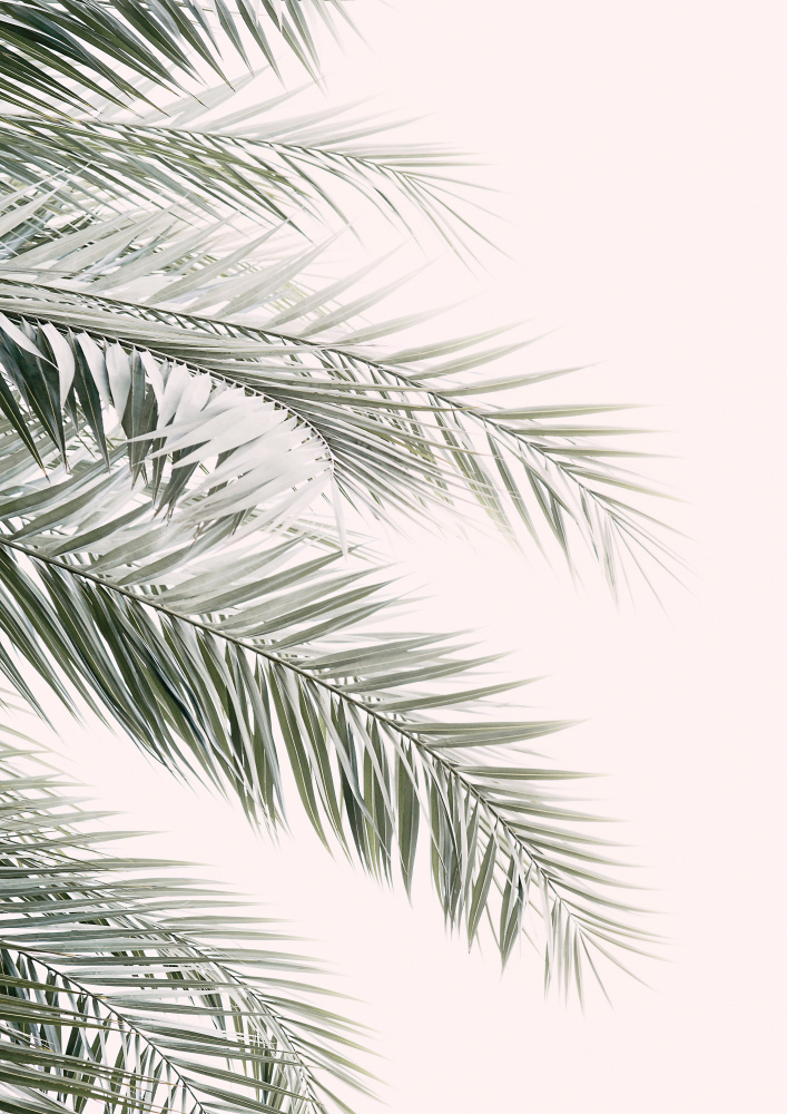 Blush Palm Leaves von Kathrin Pienaar