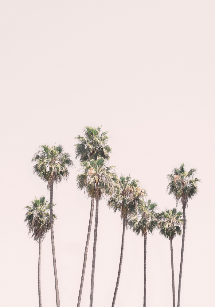 Blush Palms von Kathrin Pienaar