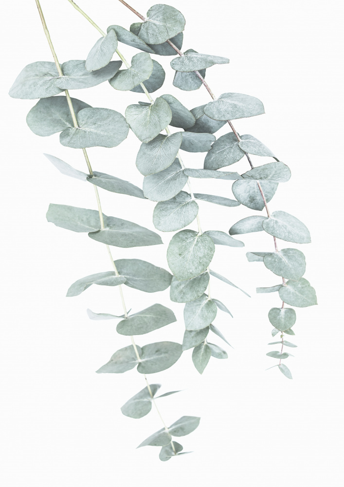 Eucalyptus I von Kathrin Pienaar