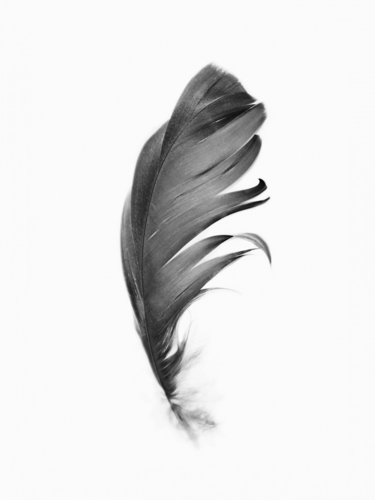 Feather von Kathrin Pienaar