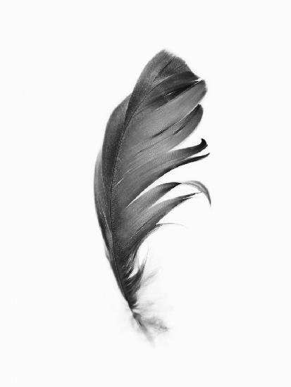 Feather