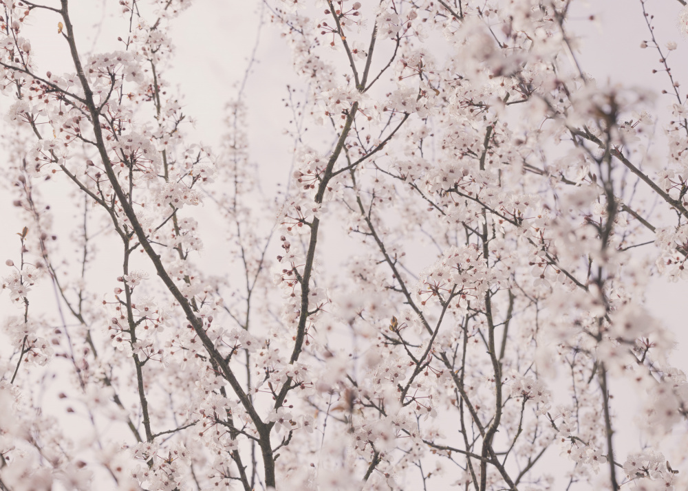 Spring blossoms von Kathrin Pienaar