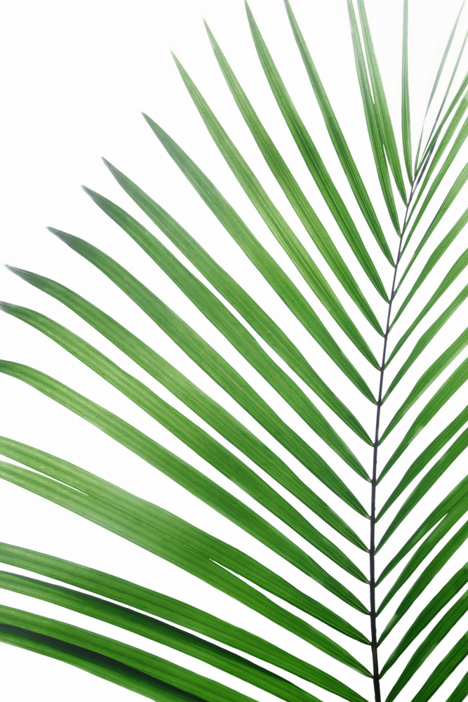 Green Palm Leaf von Kathrin Pienaar