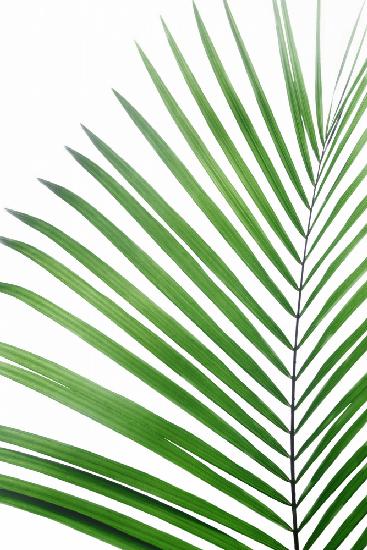 Green Palm Leaf