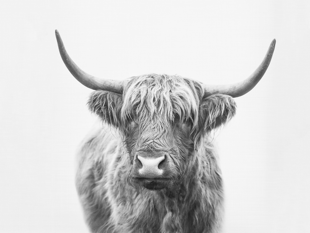 Highland Bull von Kathrin Pienaar