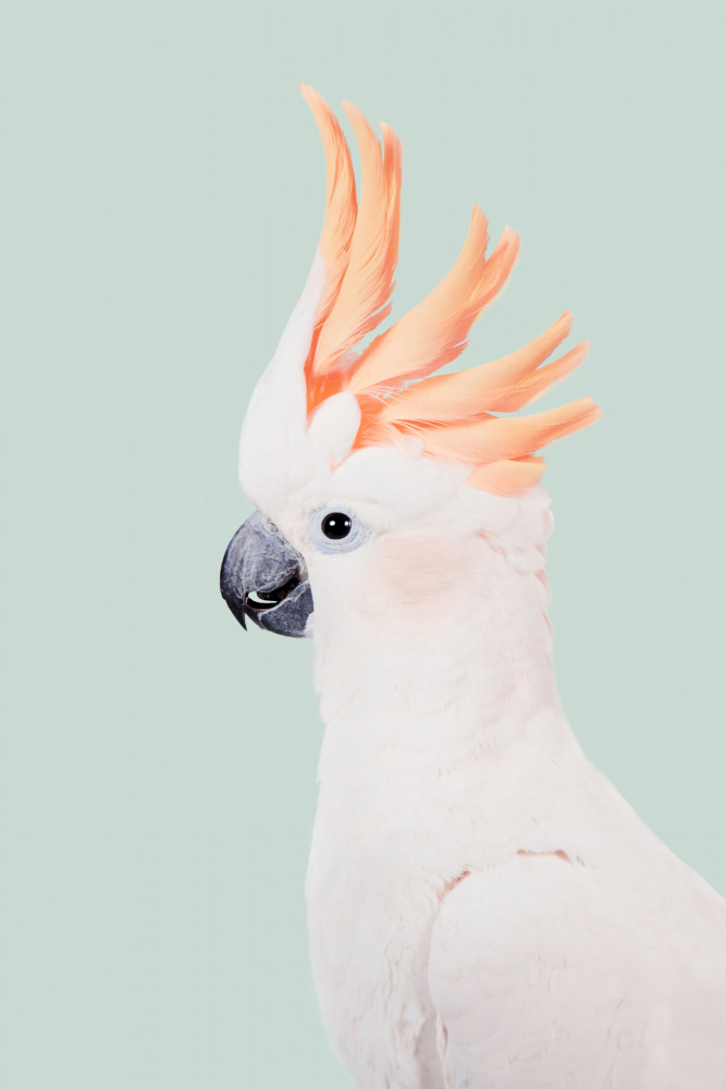 Cockatoo von Kathrin Pienaar