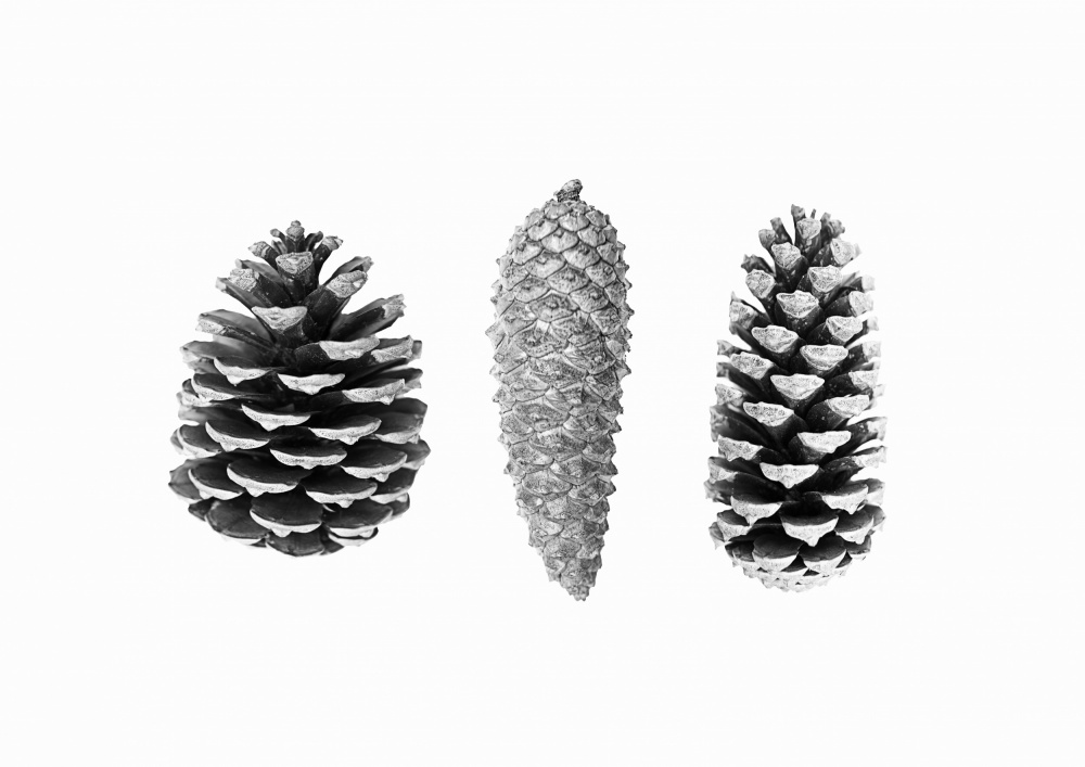 Pine Cone Study von Kathrin Pienaar