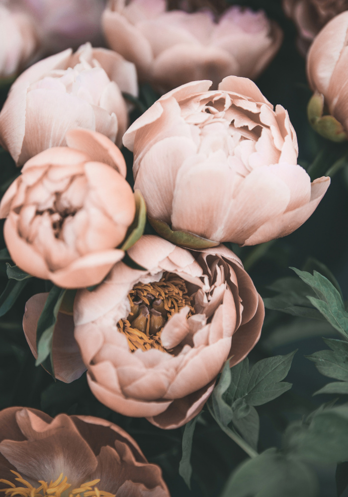 Coral Peonies von Kathrin Pienaar