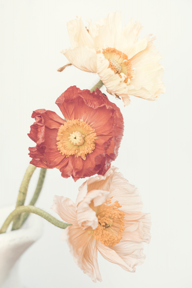 Poppies von Kathrin Pienaar