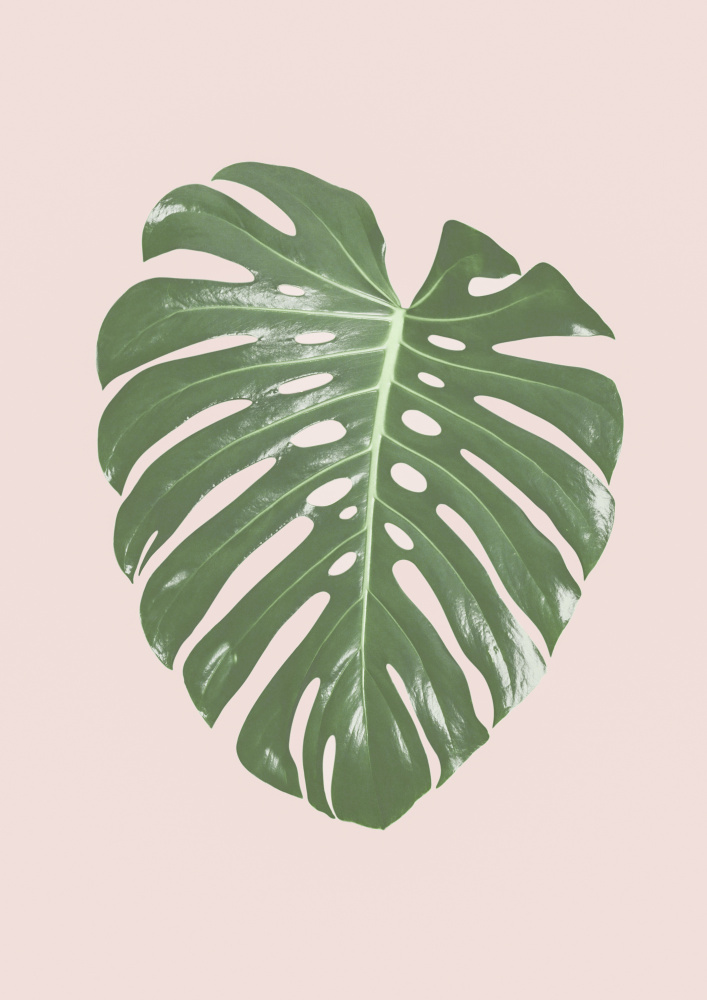 Monstera Leaf Blush von Kathrin Pienaar