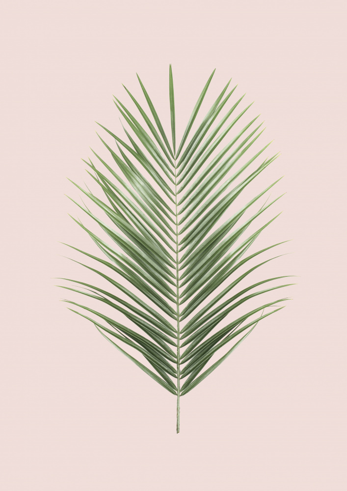 Palm Leaf Blush von Kathrin Pienaar