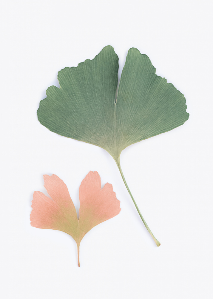 Pastel Ginkgo von Kathrin Pienaar