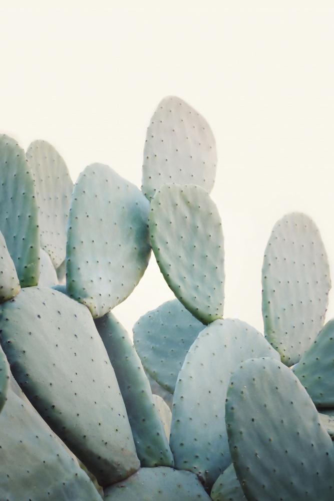 Pastel Cacti von Kathrin Pienaar