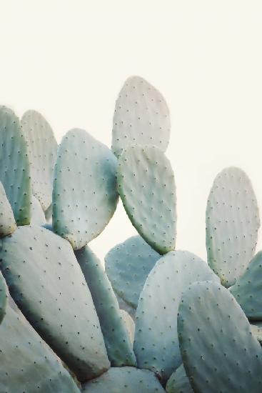 Pastel Cacti