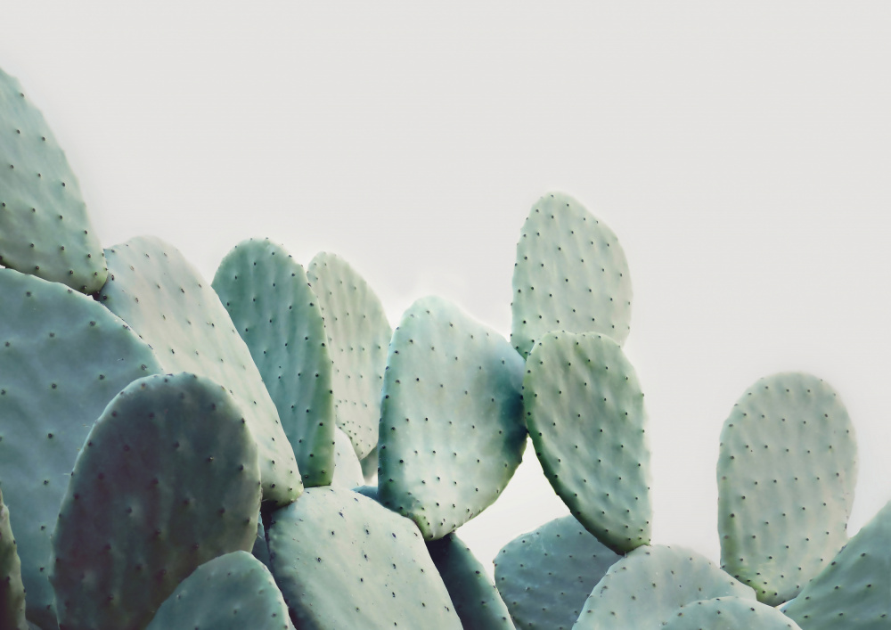 Pastel Cactus von Kathrin Pienaar