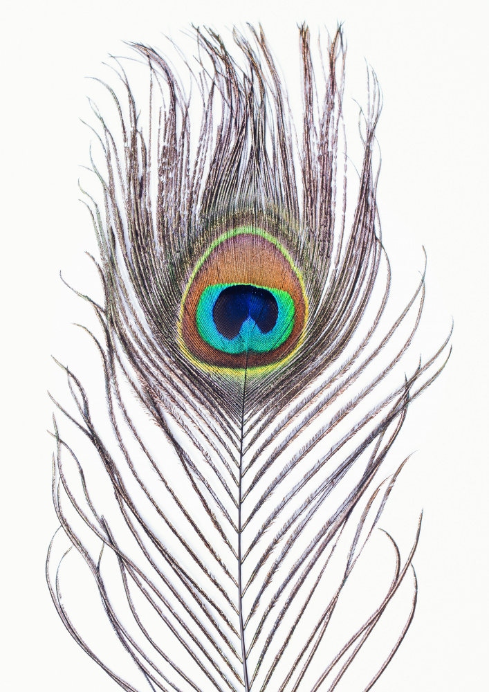 Peacock Feather von Kathrin Pienaar