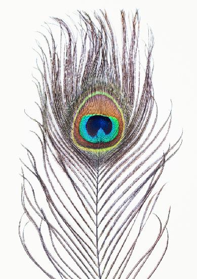 Peacock Feather