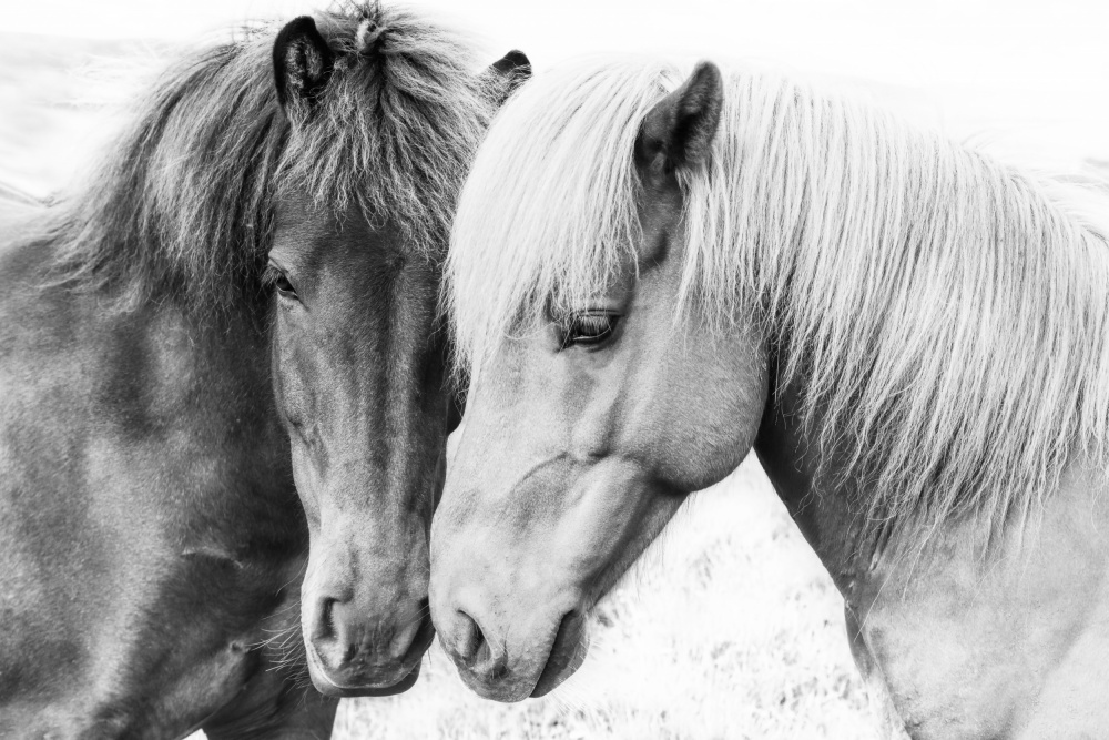 Horse Love von Kathrin Pienaar