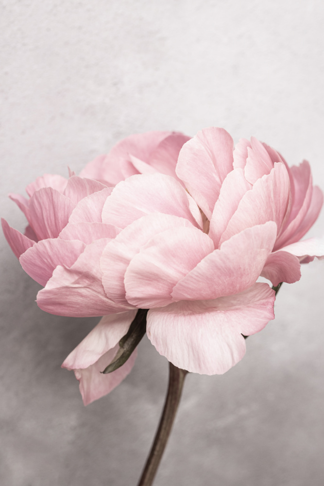 Peony von Kathrin Pienaar