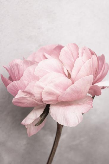 Peony