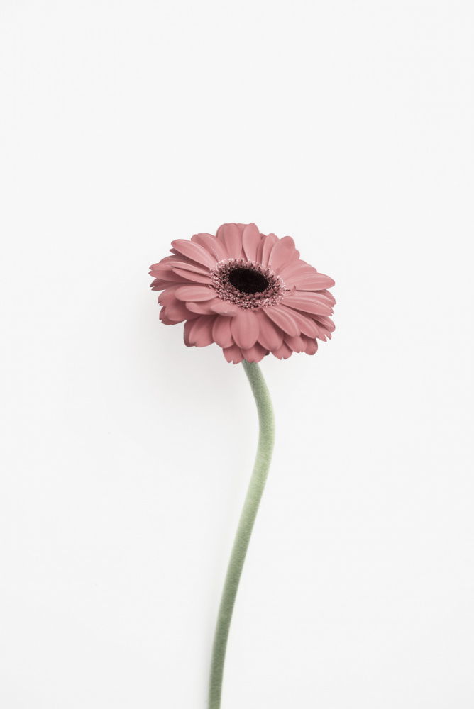 Pink Gerbera von Kathrin Pienaar