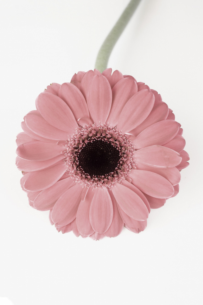 Pink Gerbera II von Kathrin Pienaar