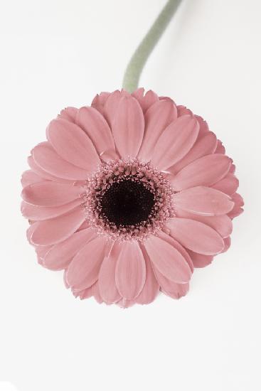 Pink Gerbera II