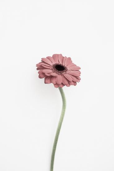 Pink Gerbera