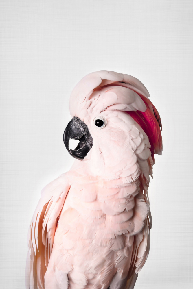 Pink Cockatoo von Kathrin Pienaar