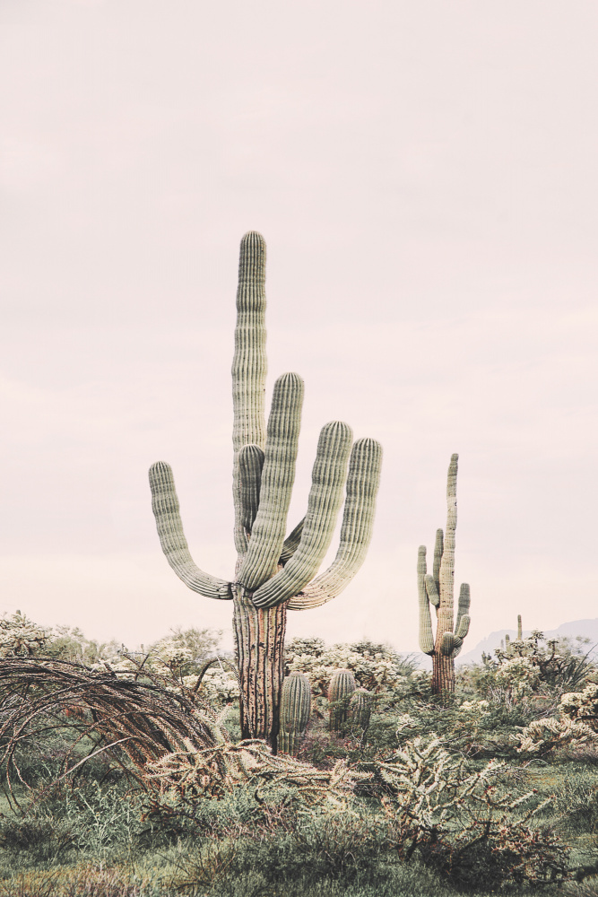 Pink Saguaro von Kathrin Pienaar