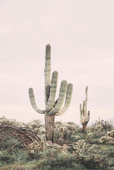 Pink Saguaro