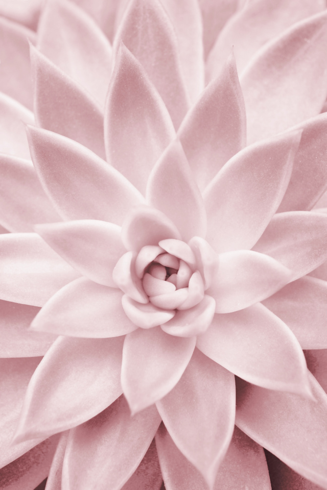 Pink Succulent von Kathrin Pienaar