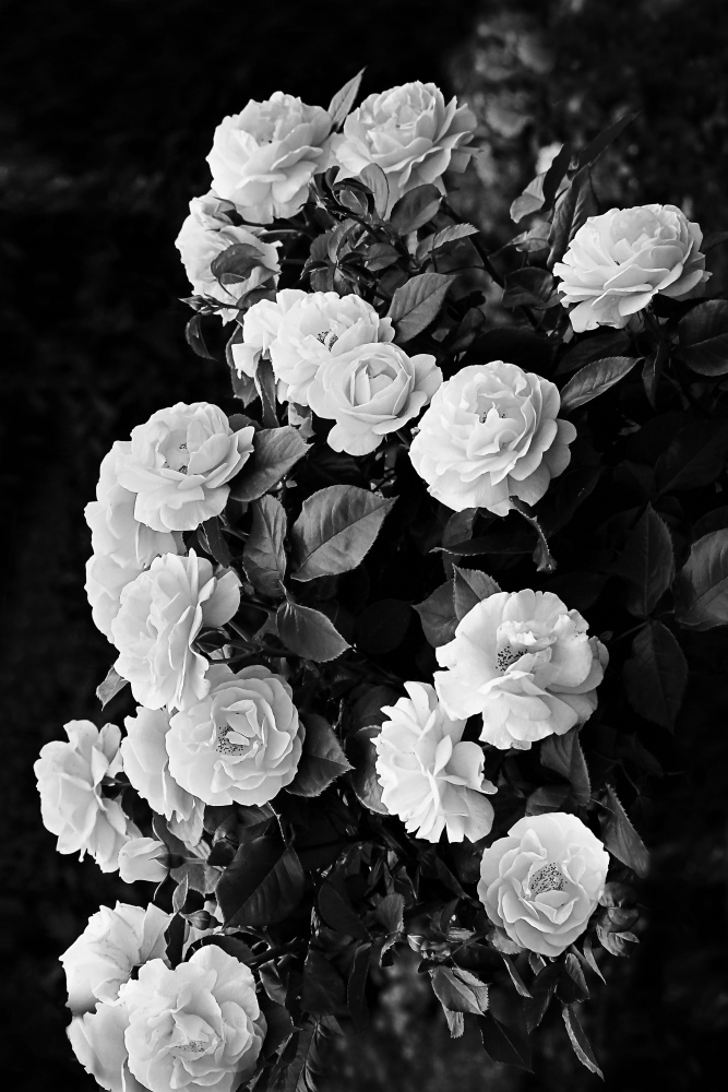 Rose Bush von Kathrin Pienaar